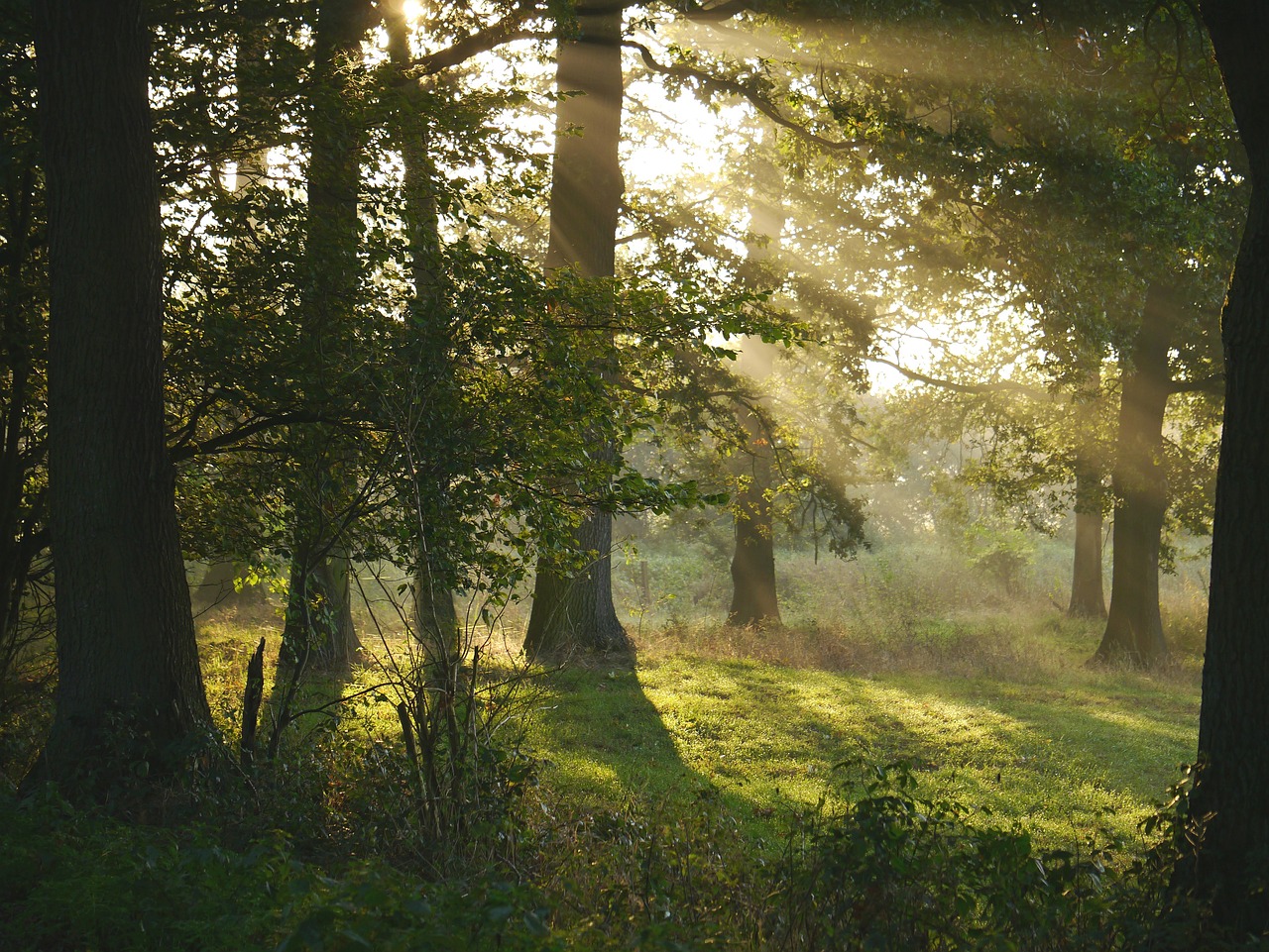 the sun shines through the trees in the woods, inspired by Charlotte Nasmyth, romanticism, the brilliant dawn on the meadow, irish forest, ancient oak forest, in the morning mist
