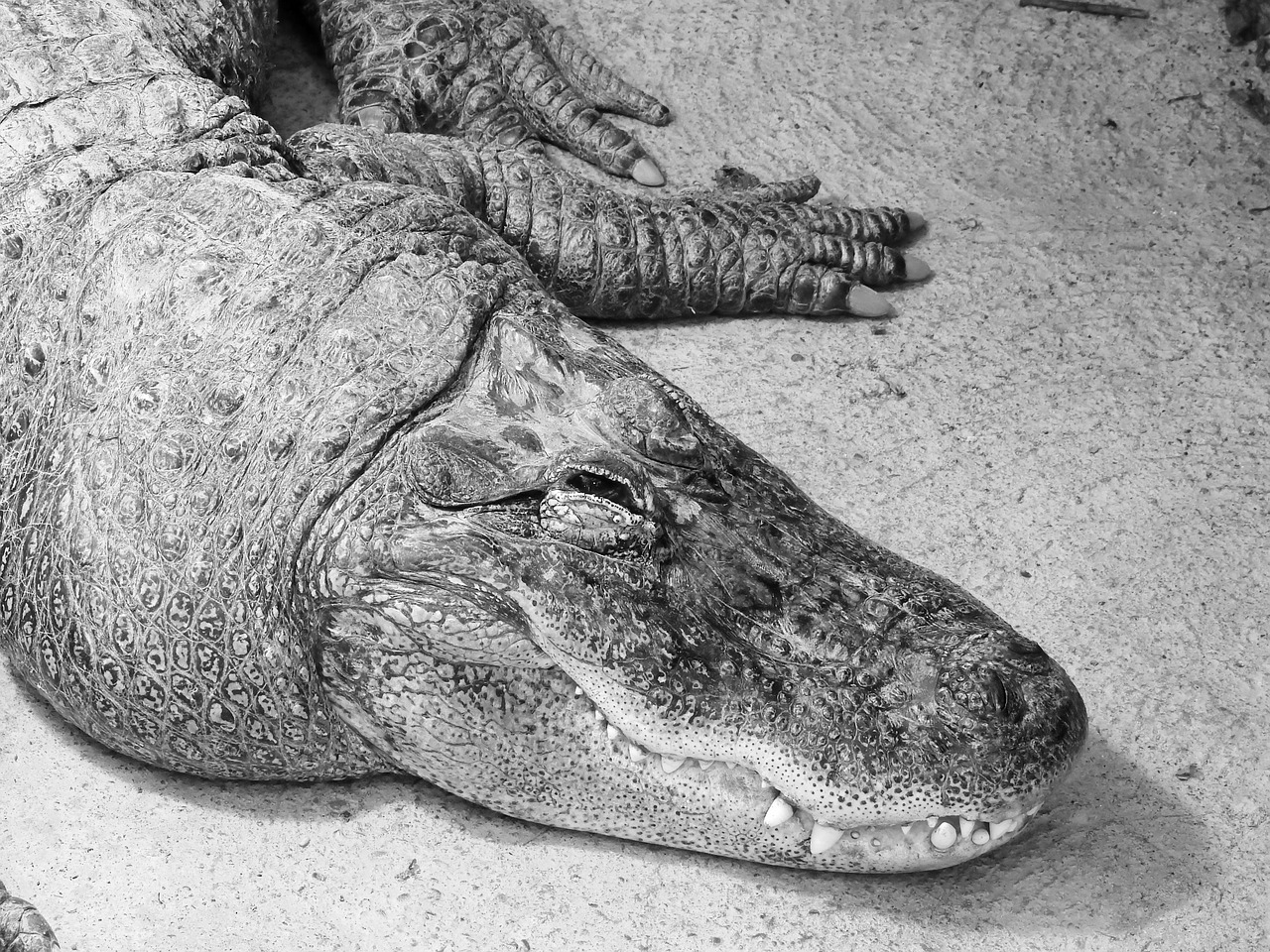 a black and white photo of a large alligator, a black and white photo, tired face, wrinkled skin, platypus, instagram photo