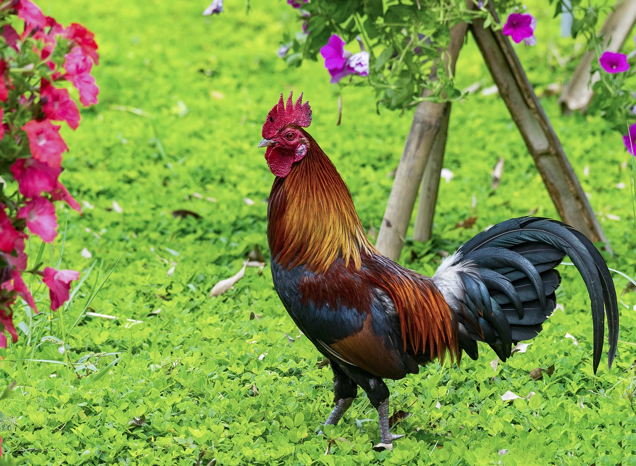 a rooster standing on top of a lush green field, a portrait, shutterstock, sumatraism, richly colored, in garden, birds are all over the ground, iconic shot
