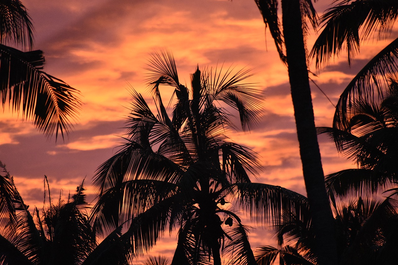 silhouettes of palm trees against a sunset sky, a portrait, kodak photo, laos, red stormy sky, dlsr photo