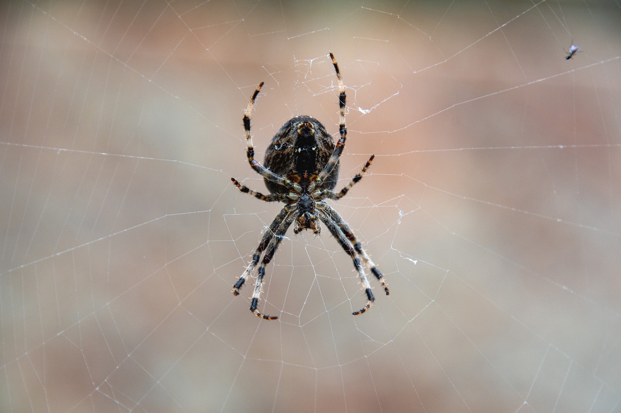 a close up of a spider on a web, a portrait, six arms, full view with focus on subject, orb, in a medium full shot