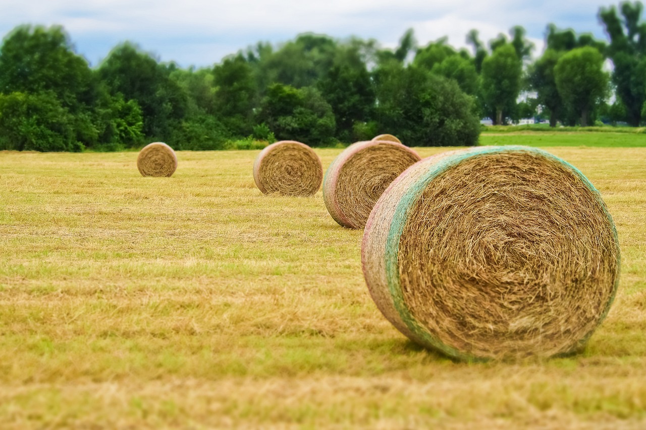 hay bales in a field with trees in the background, a picture, flickr, spherical, stock art, low resolution, round-cropped