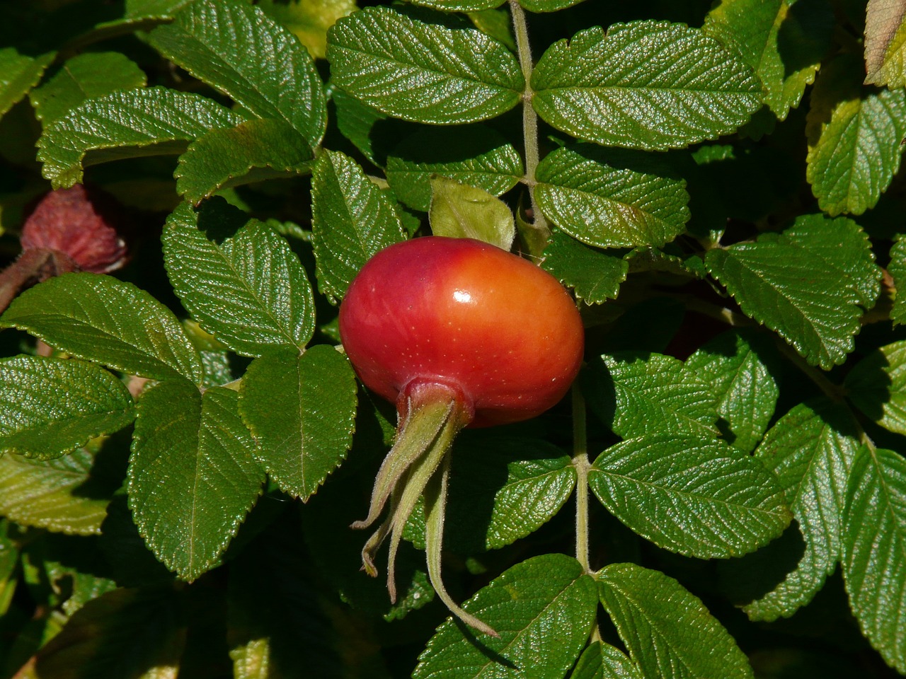 a close up of a fruit on a plant, rasquache, rosa bonheurn, outdoor photo