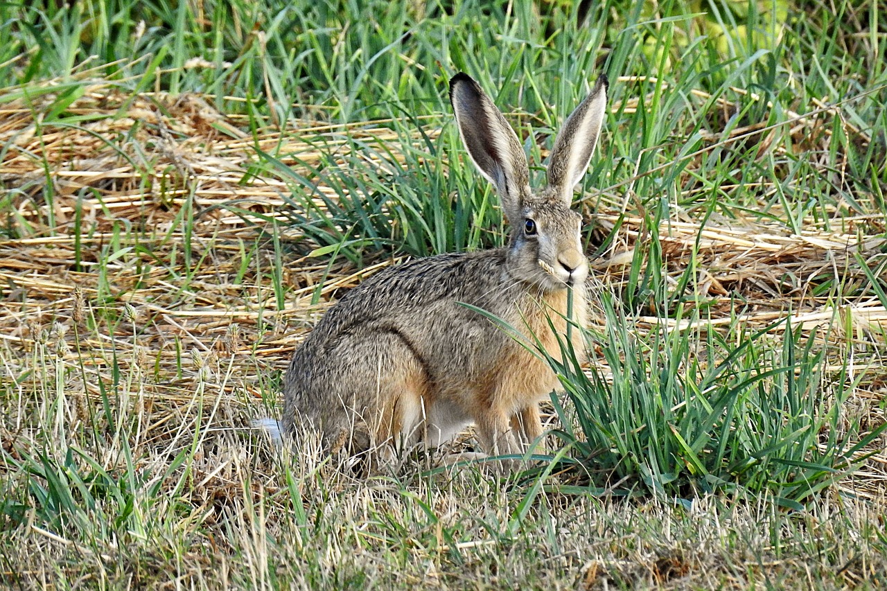 a rabbit that is sitting in the grass, by Juergen von Huendeberg, pixabay, sōsaku hanga, long coyote like ears, sitting on the ground, hi-res photo, stock photo