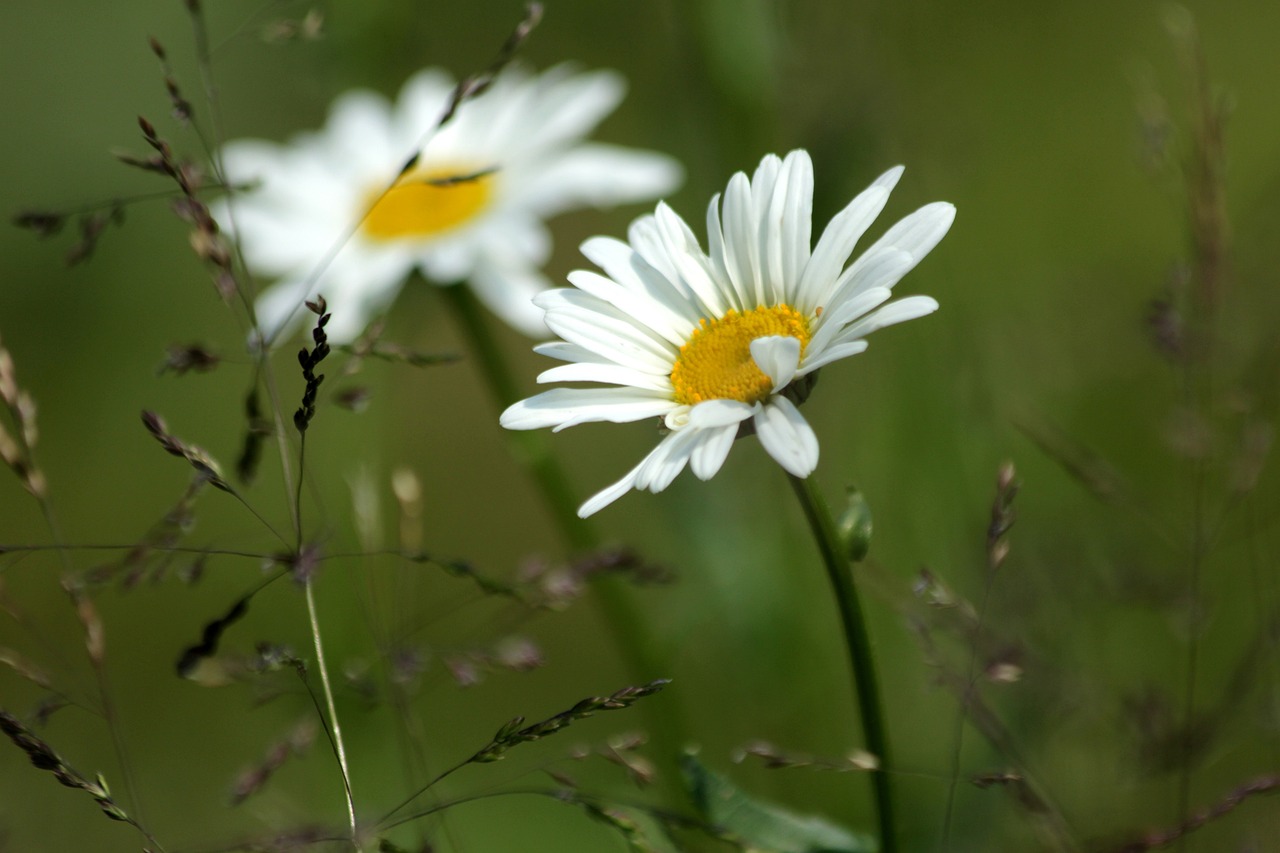 a couple of white flowers sitting on top of a lush green field, by Istvan Banyai, daisy, 2 0 0 mm focus, wind kissed picture, macrophoto