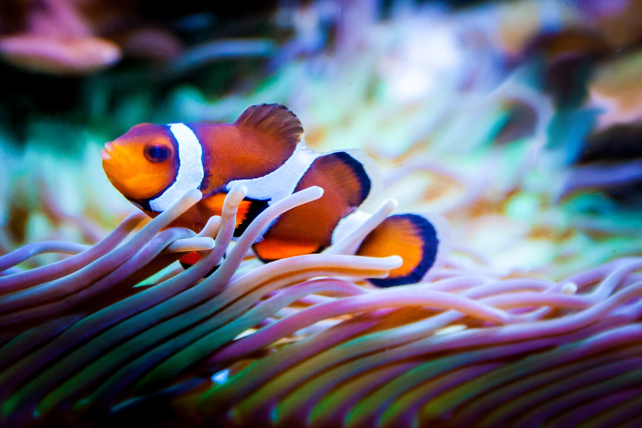 a couple of clown fish sitting on top of an anemon, a macro photograph, pexels, romanticism, vivid tentacles, 🦩🪐🐞👩🏻🦳, wallpaper!, warm and joyful atmosphere