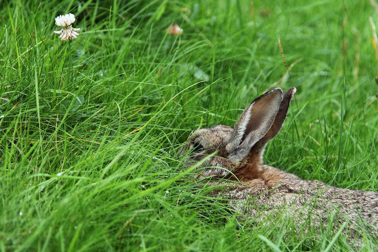 a rabbit that is laying in the grass, a photo, by Dietmar Damerau, happening, long coyote like ears, unwind!, reportage photo, w 1 0 2 4