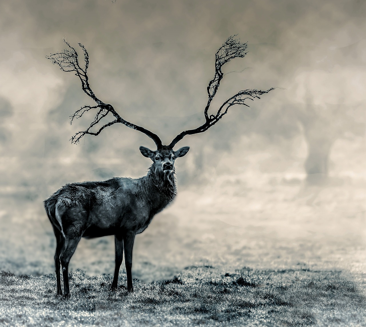a deer that is standing in the grass, shutterstock contest winner, romanticism, sitting on a curly branch, under a gray foggy sky, symmetry!! portrait of hades, andrzej marszalek