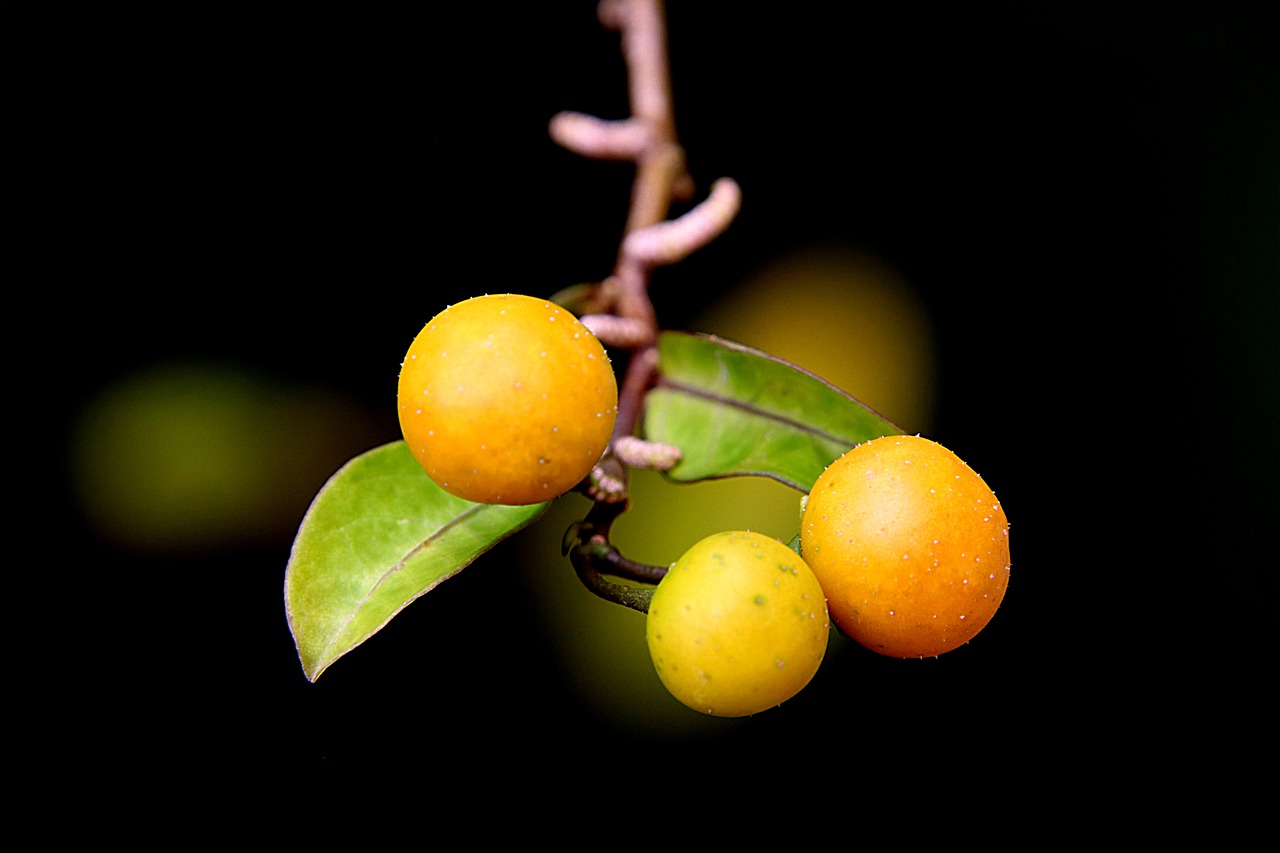 a close up of a bunch of fruit on a tree, a macro photograph, by Dietmar Damerau, flickr, yellow lanterns, tim hildebrant, nothofagus, trio