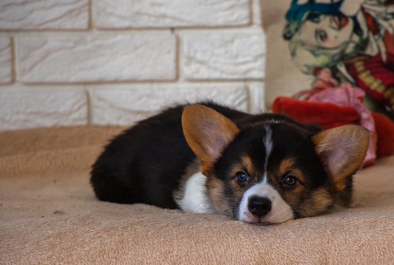 a close up of a dog laying on a couch, by Ivan Grohar, shutterstock, photorealism, cute corgi, 8k 50mm iso 10, puppies, with a sad expression