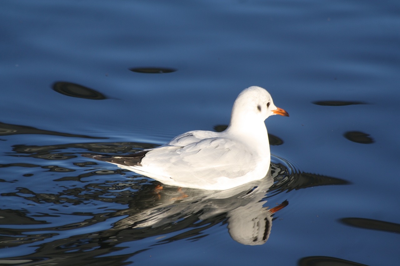 a white bird floating on top of a body of water, a portrait, by David Budd, flickr, arabesque, shiny skin”, shaven, portlet photo, chilly