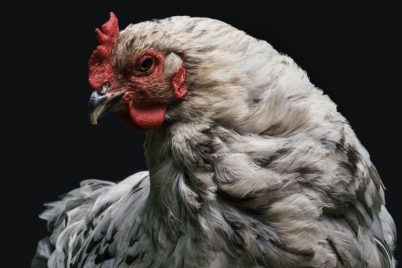 a close up of a chicken with a black background, a portrait, shutterstock contest winner, renaissance, grey skinned, pristine and clean, highly realistic photo, extremely detailed frontal angle
