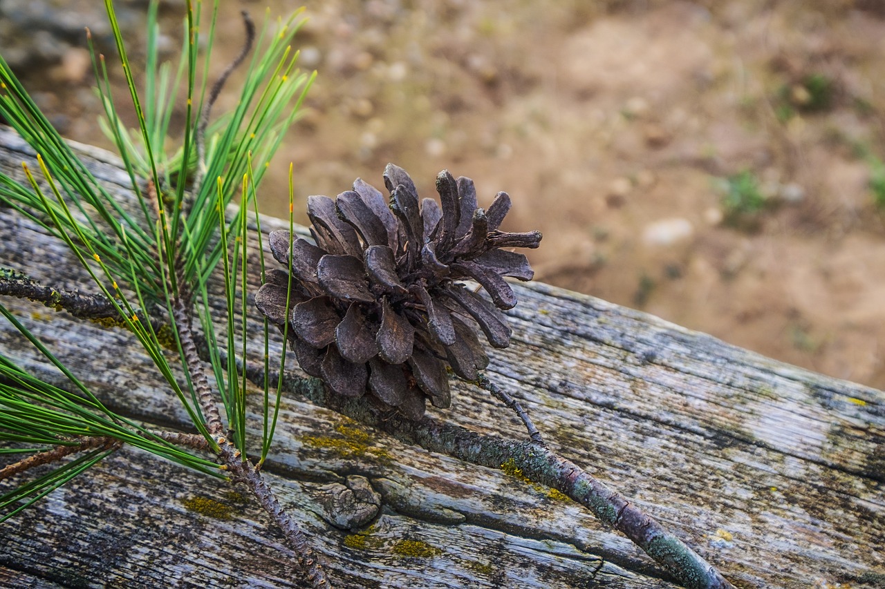 a pine cone sitting on top of a piece of wood, folk art, lying on the woods path, high quality product image”