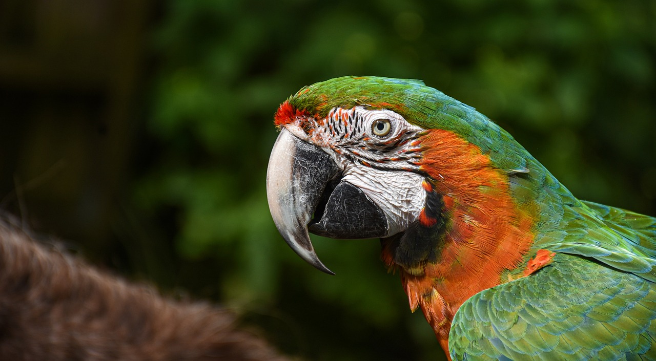 a close up of a parrot with a blurry background, a portrait, by Dietmar Damerau, pexels, sumatraism, green blue red colors, full of colour 8-w 1024, orange and teal color, high definition detail