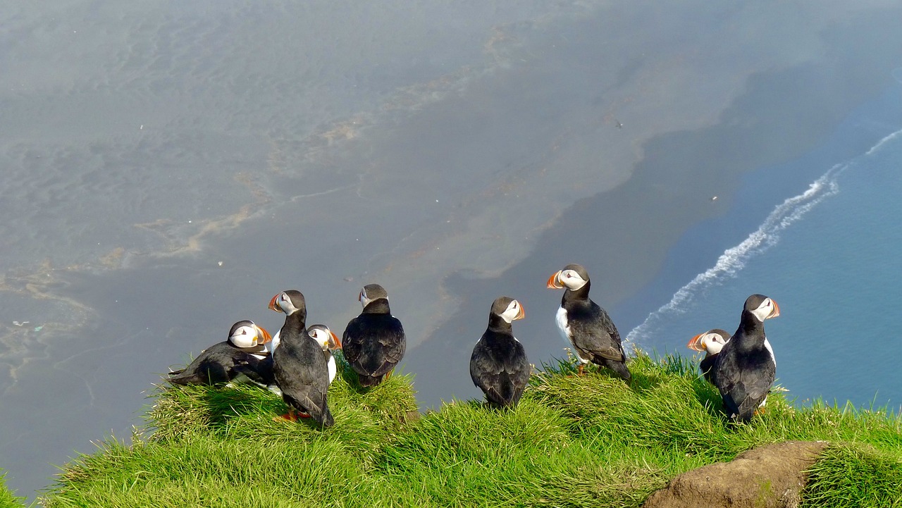 a group of birds standing on top of a lush green hillside, a picture, happening, atlantic puffin, they are all laying down, next to the reflecting ocean, bottom angle