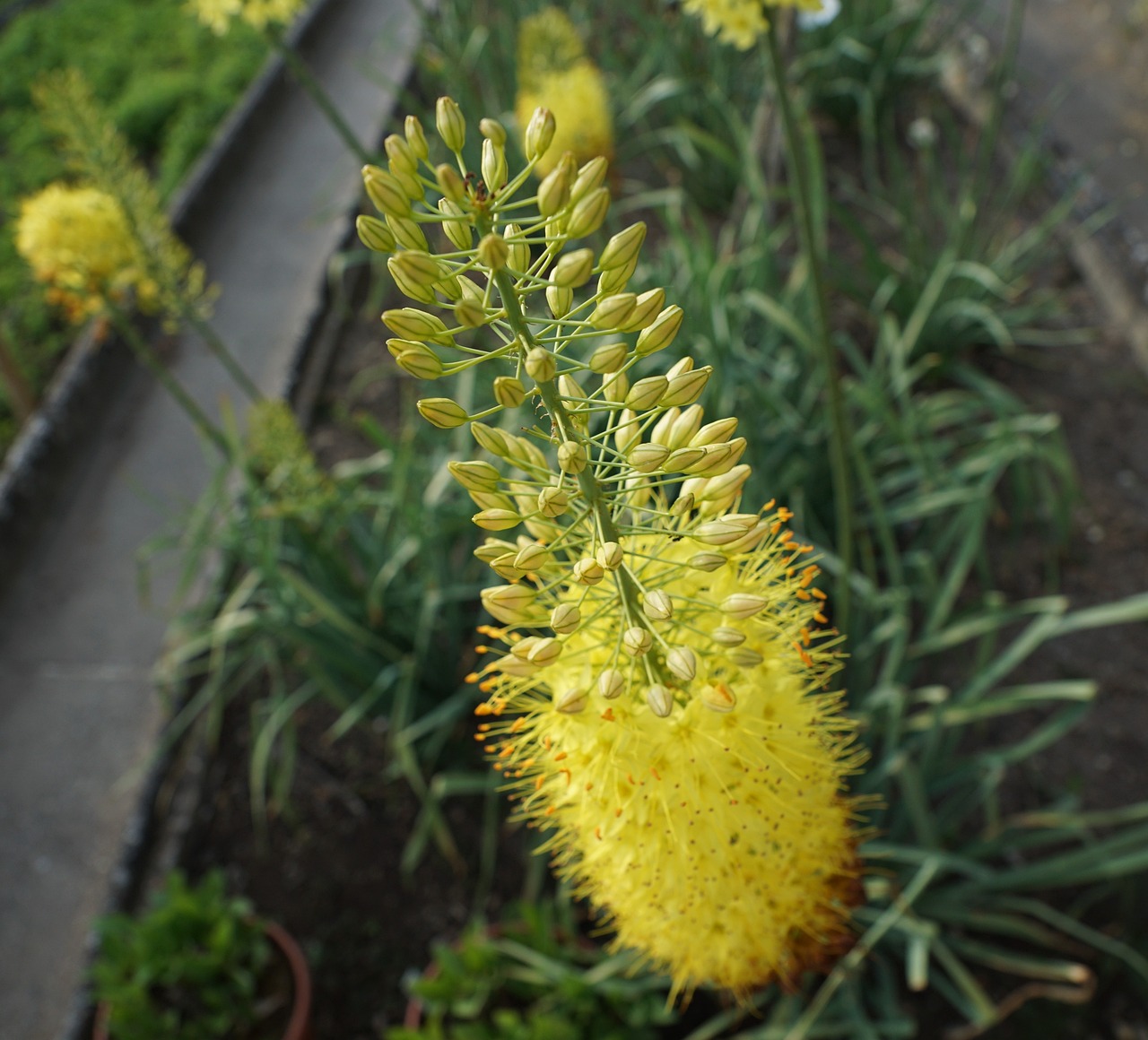 a close up of a yellow flower in a garden, hurufiyya, long spikes, beautiful flower, spire, fluffy green belly