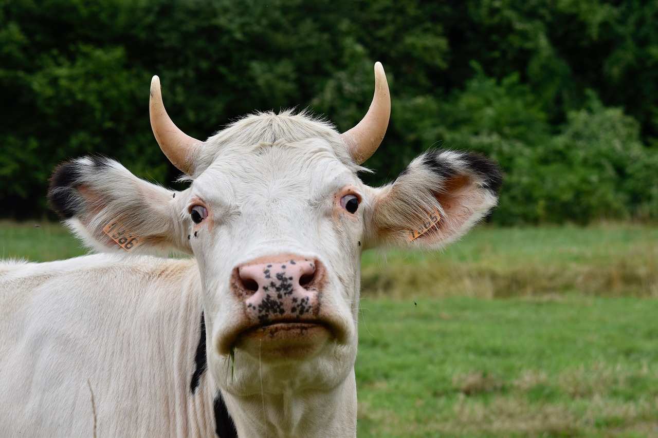 a close up of a cow in a field, by Jan Rustem, pexels, renaissance, square nose, an angry, white with black spots, 4 0 9 6