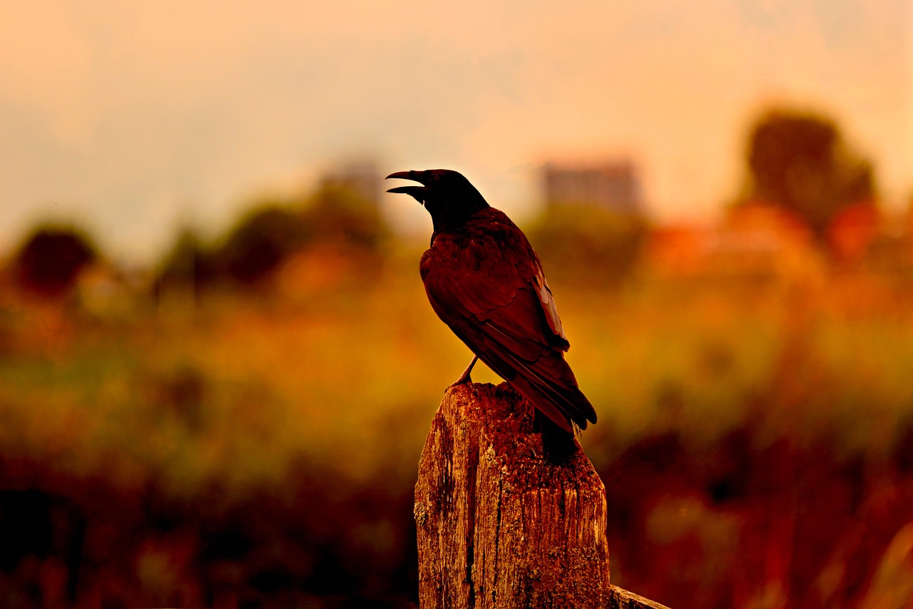 a bird sitting on top of a wooden post, a picture, by Gonzalo Endara Crow, backlit ears, shouting, beautiful dusk, color and contrast corrected