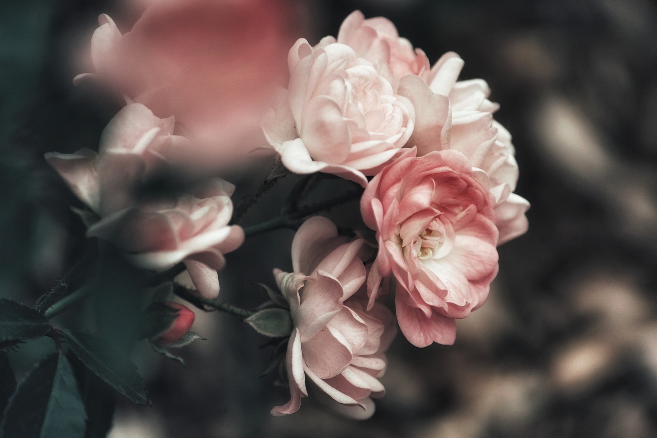 a close up of a bunch of pink flowers, a colorized photo, by Anna Boch, unsplash, romanticism, sepia toned, photo of a rose, cherry blossom, rose twining