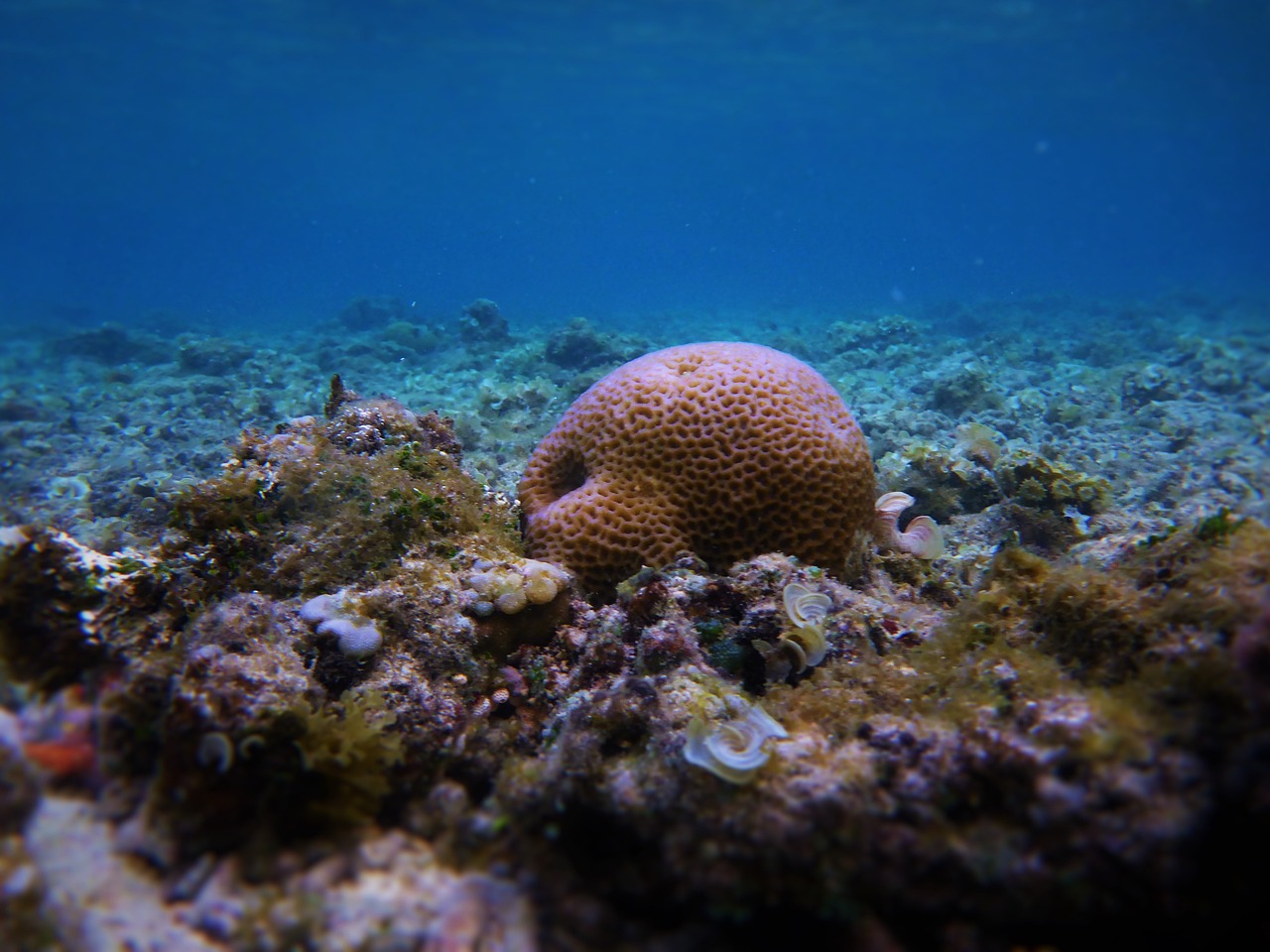 a close up of a coral in a body of water, flickr, humans hide in the underwater, detailed medium format photo, detailed 4 k photo, caribbean