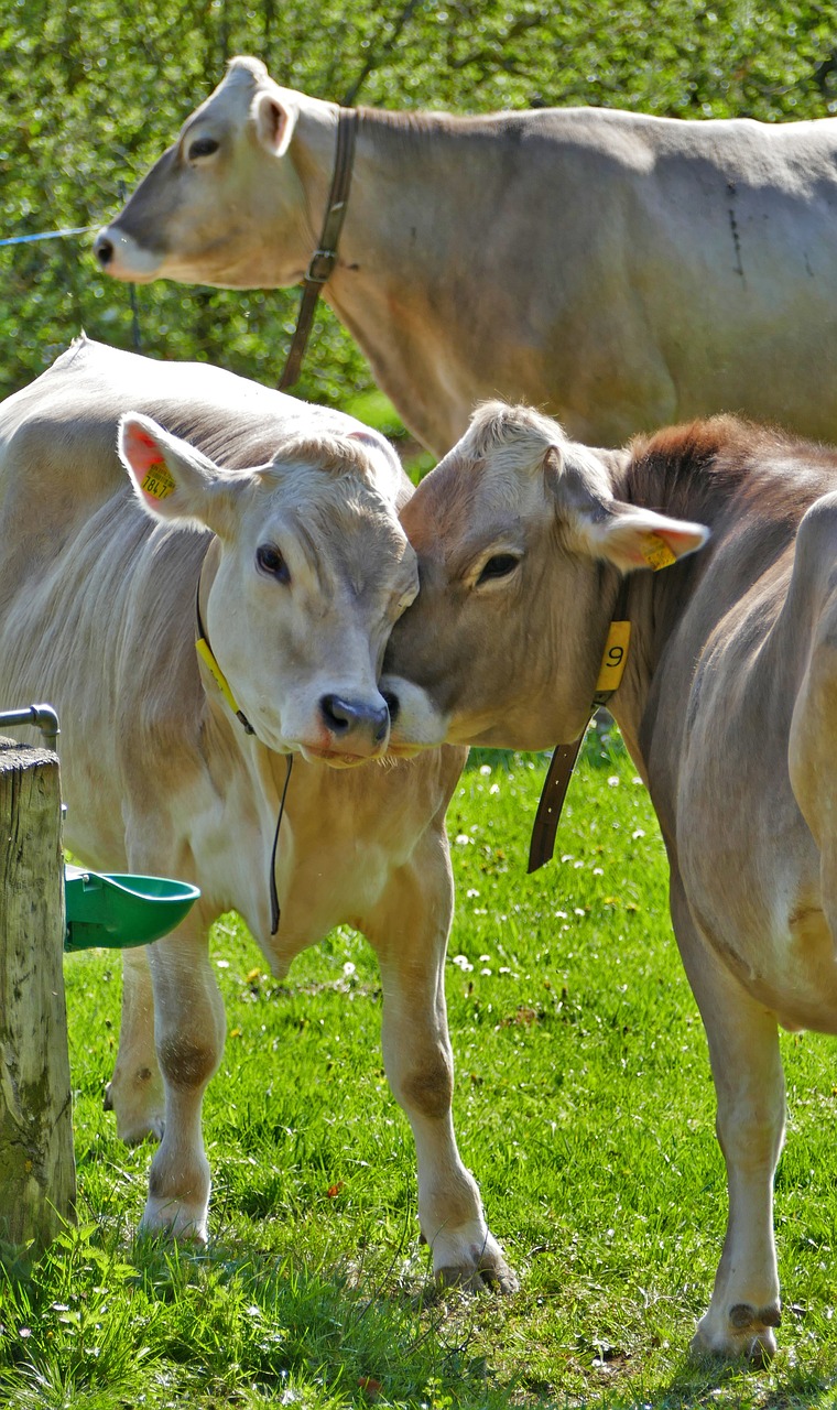 a couple of cows standing on top of a lush green field, a picture, by Erwin Bowien, flickr, kissing together cutely, feed troughs, closeup photo, blond