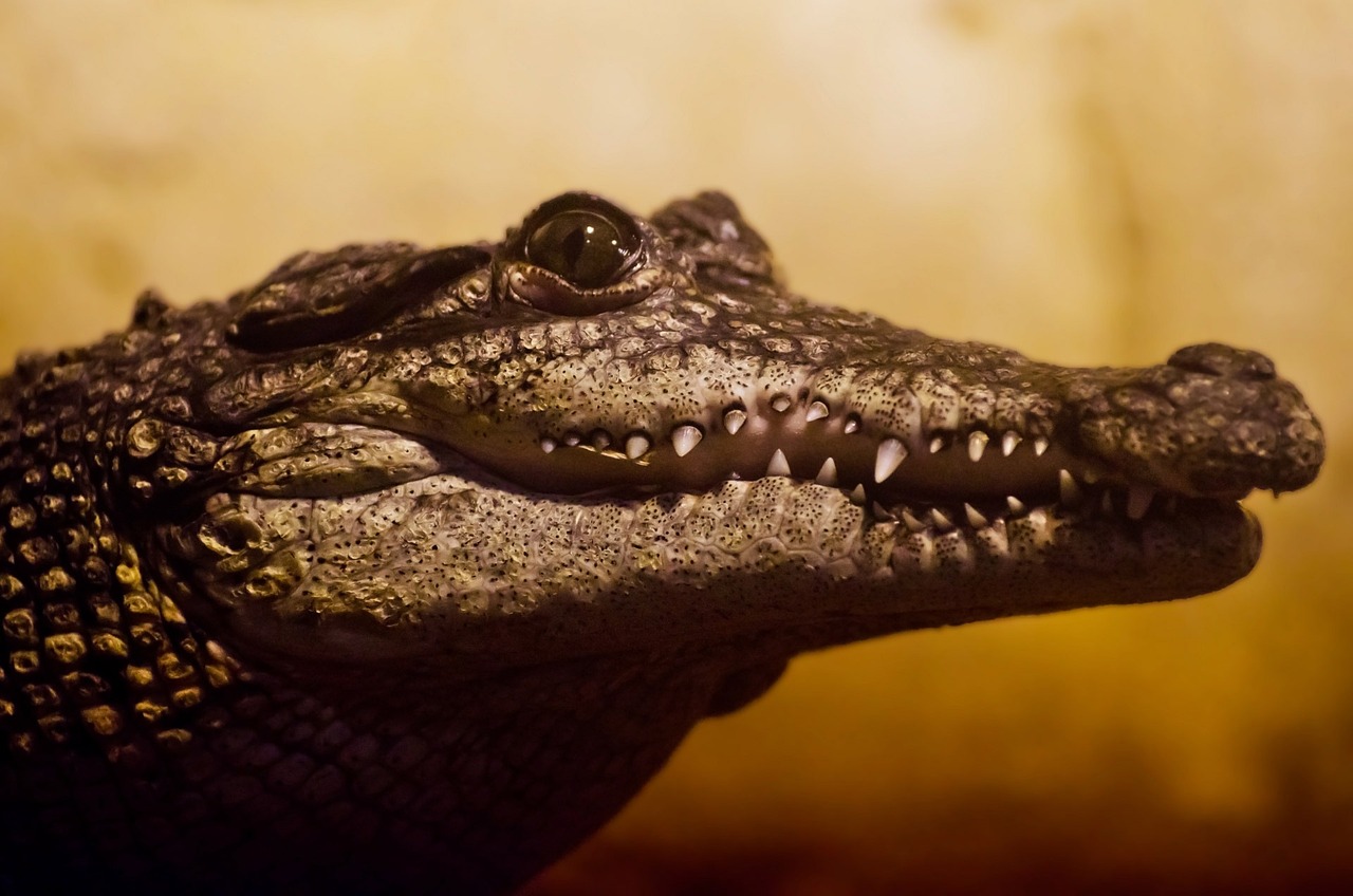 a close up of a crocodile's head with its mouth open, a picture, by Anna Haifisch, pexels contest winner, photorealism, wallpaper 4 k, artistic 4 k, 3 4 5 3 1, diorama macro photography