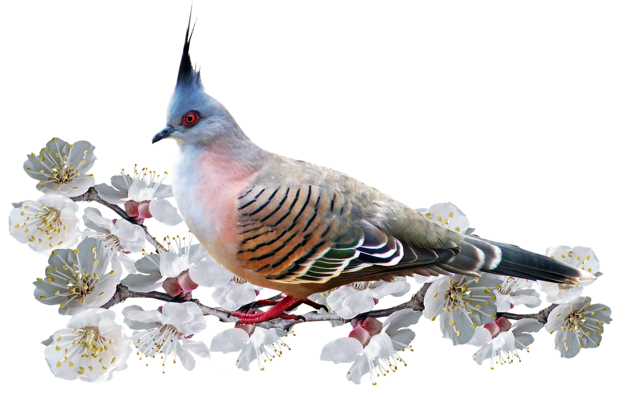 a bird sitting on a branch of a flowering tree, by Jan Rustem, digital art, pigeon, feathered head, -w 1024, prize winning