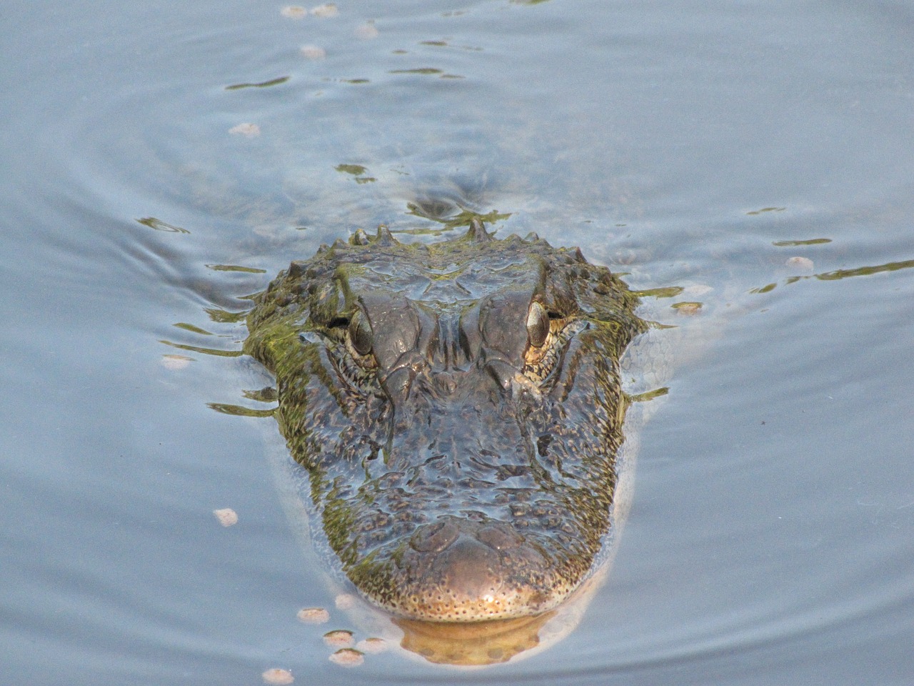 a large alligator floating on top of a body of water, a portrait, by Arnie Swekel, closeup of the face, top down photo, closeup photo