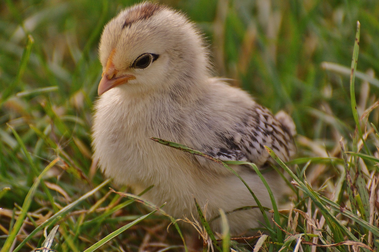 a small chicken standing on top of a lush green field, a picture, by Jan Rustem, flickr, freckles on chicks, grayish, a blond, laying down in the grass