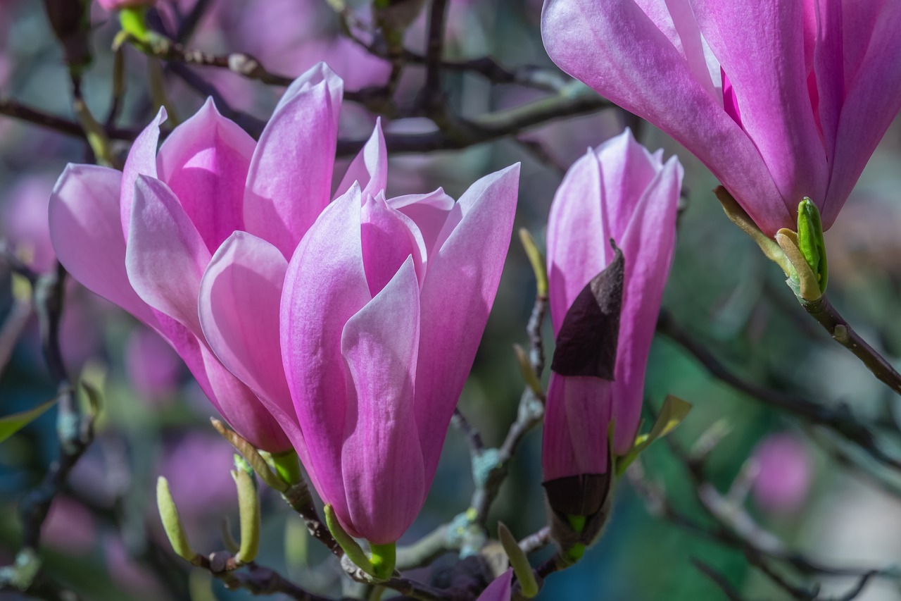 a close up of some pink flowers on a tree, a portrait, by John La Gatta, shutterstock, art nouveau, magnolia big leaves and stems, closeup photo, very beautiful photo, 3 are spring
