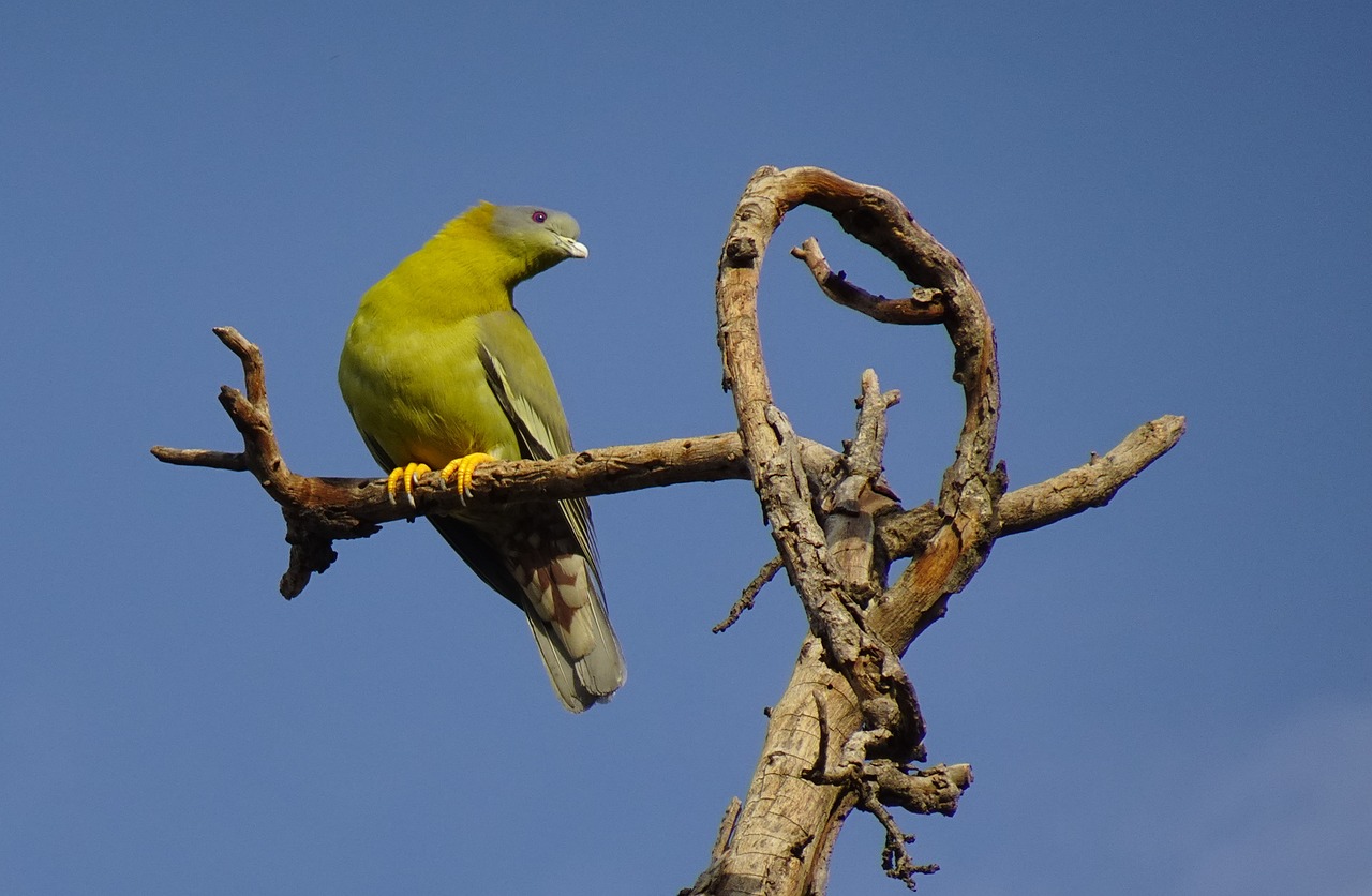 a green bird sitting on top of a tree branch, by Robert Brackman, flickr, violet, yellow, mowhawk, looking to the sky