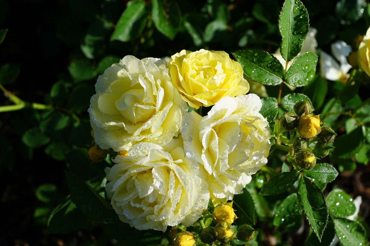 a close up of a bunch of yellow roses, by Armin Baumgarten, romanticism, summer morning dew, high quality product image”