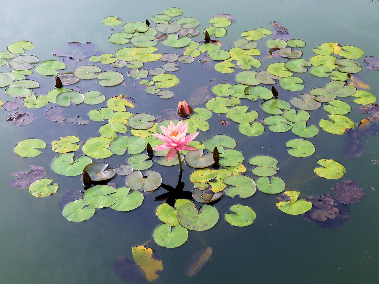 a pink flower floating on top of a body of water, a picture, hurufiyya, with a fishpond and courtyard, full frame shot, pond with frogs and lilypads, meditative