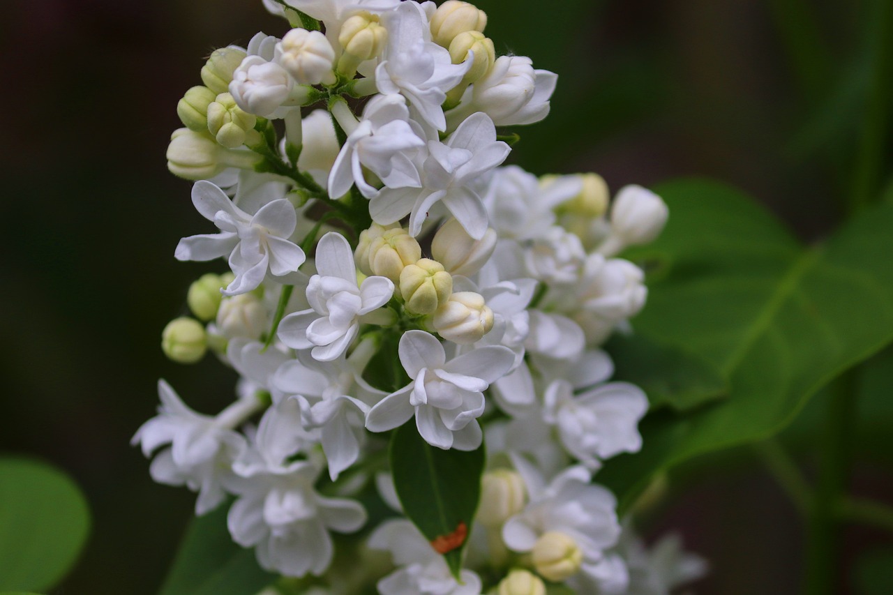 a close up of a bunch of white flowers, a picture, by Jan Rustem, happening, lilac, wisconsin, madonna, amber