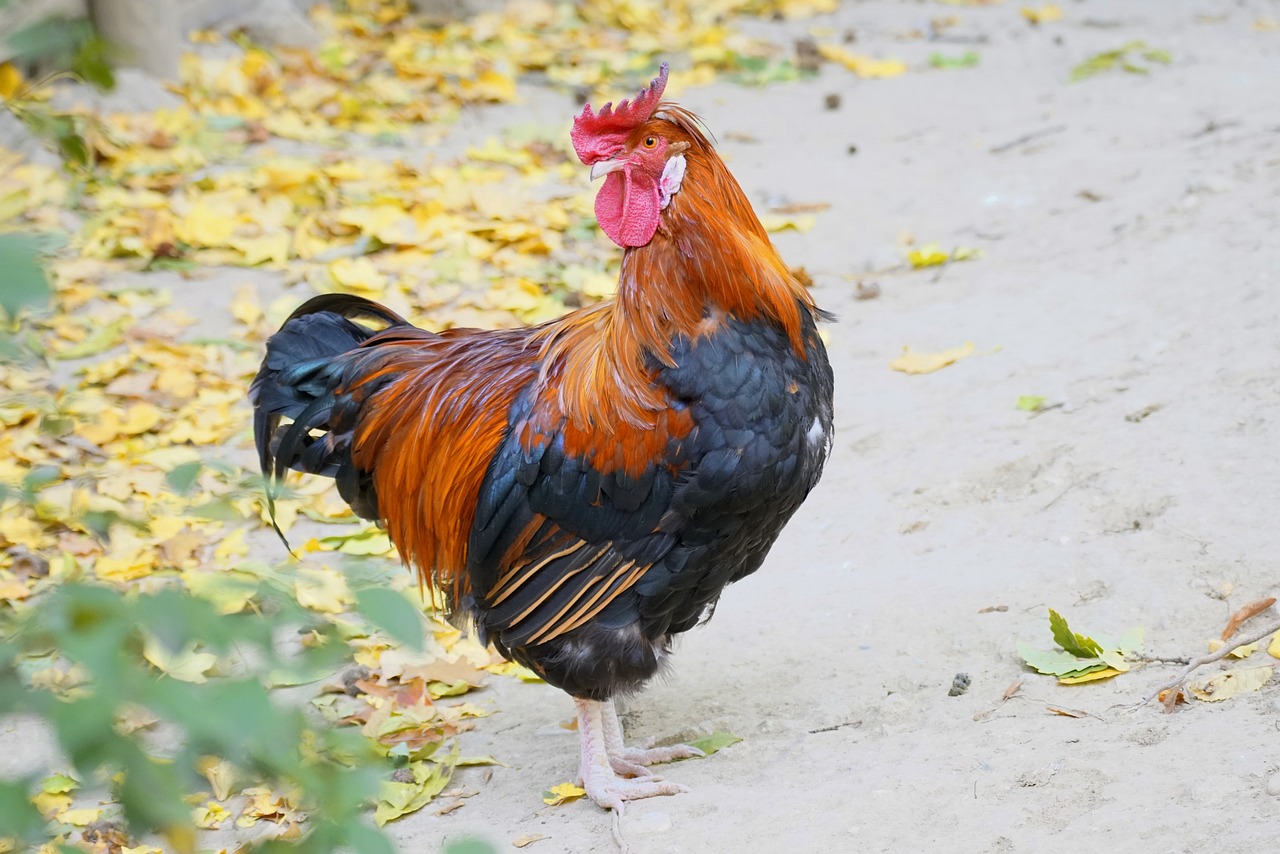 a close up of a rooster on a dirt ground, a photo, shutterstock, baroque, handsome stunning realistic, autumn, rare bird in the jungle, photo photo