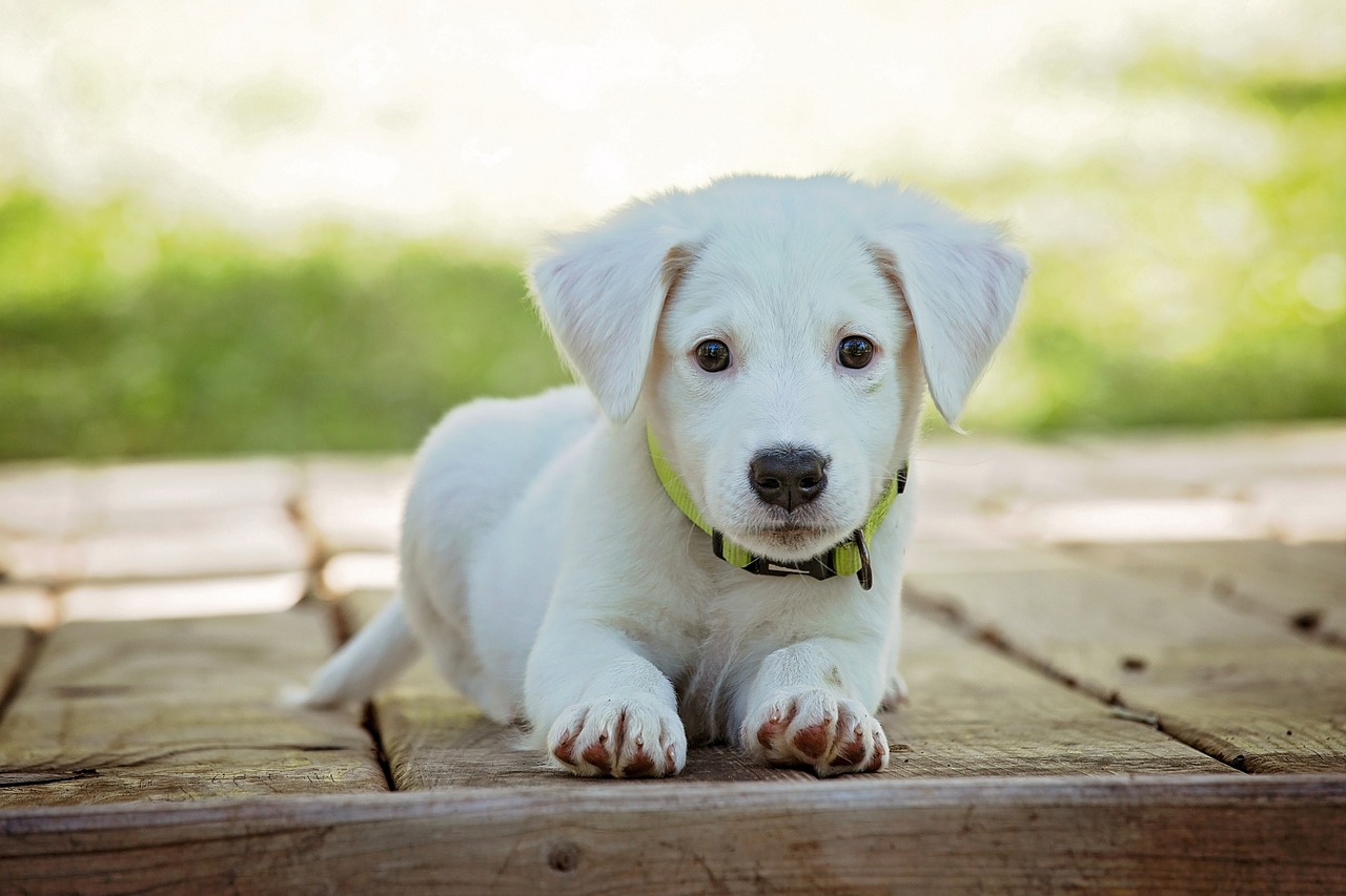 a small white dog laying on top of a wooden floor, a picture, pixabay, renaissance, about to step on you, a green, welcoming, puppy
