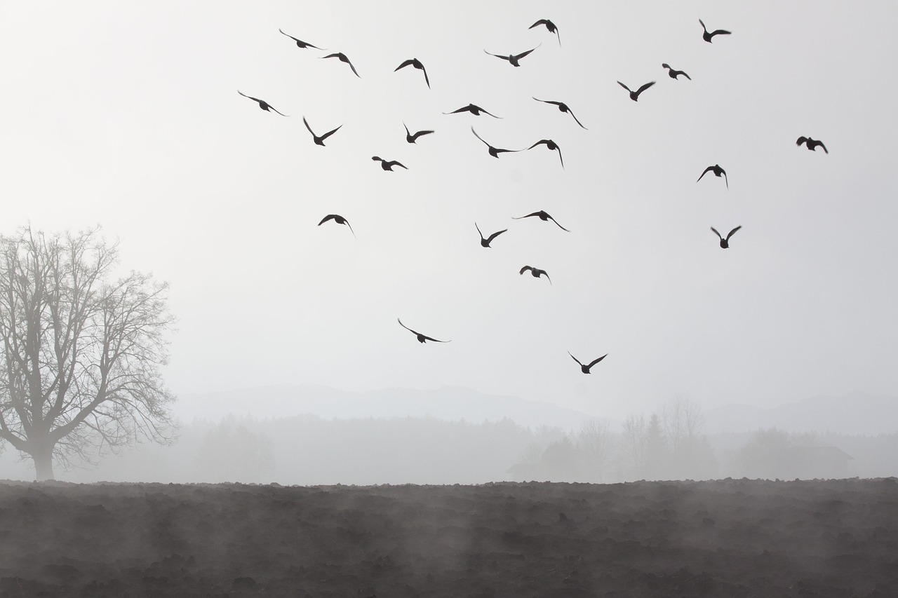 a flock of birds flying over a field, a picture, by Jan Kupecký, shutterstock, minimalism, grey mist, ello, vultures, canada goose