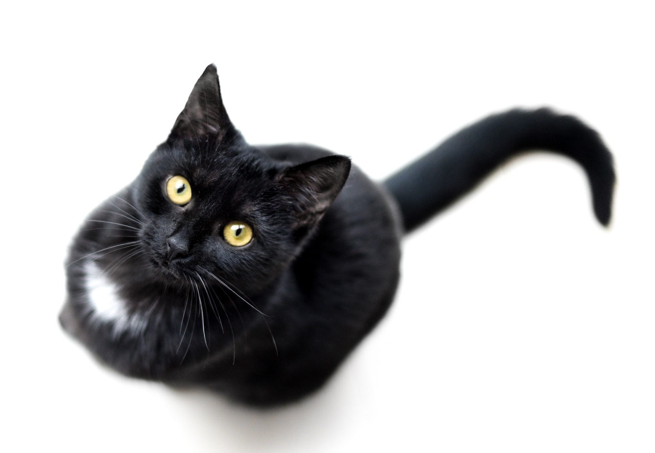 a black cat looking up at the camera, shutterstock contest winner, minimalism, 'white background'!!!, thick tail, getty images, swirling black magic