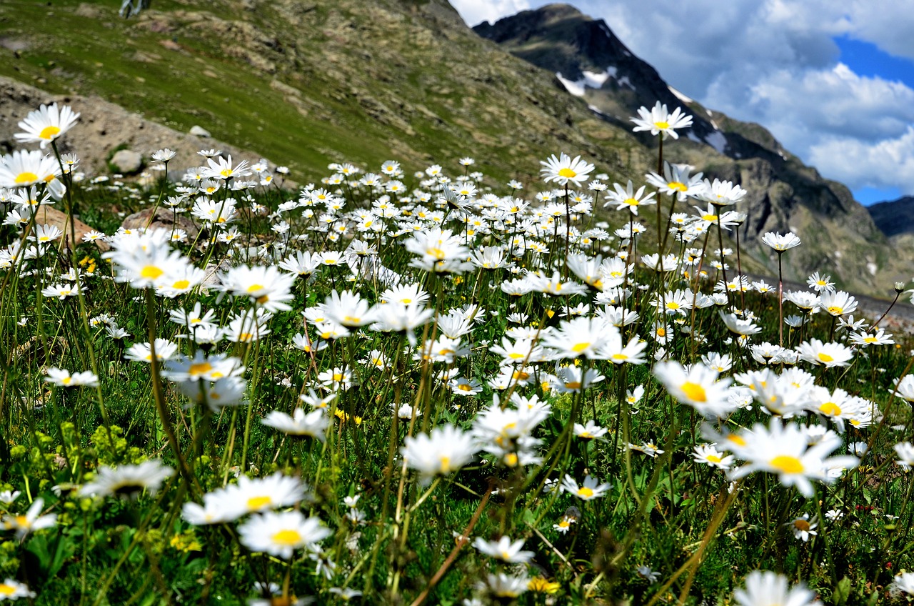 a field of white flowers with mountains in the background, by Werner Andermatt, pexels, low angle 8k hd nature photo, lots of little daisies, mountainous area. rare flora, traveling in france