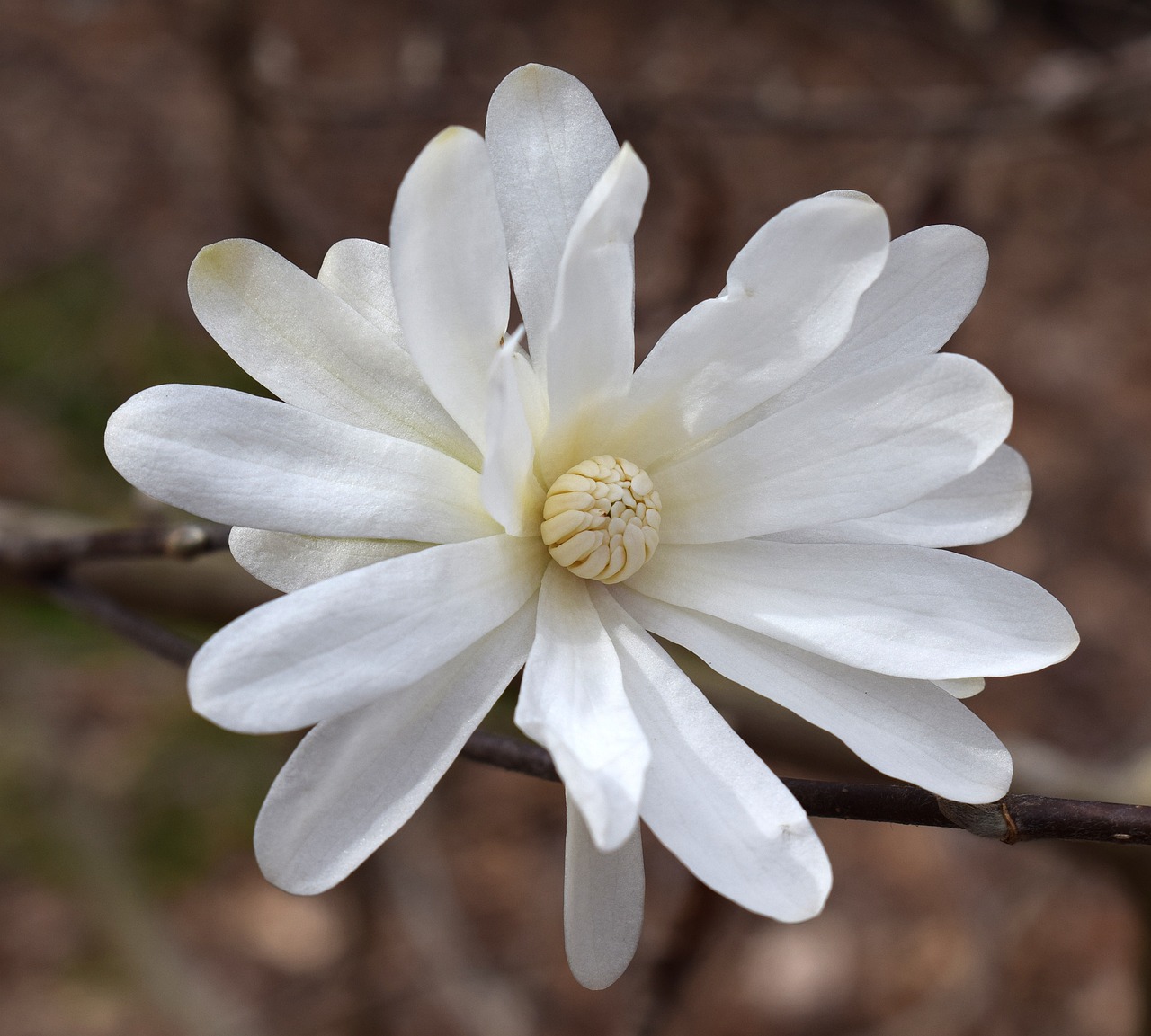 a white flower sitting on top of a tree branch, inspired by Jane Nasmyth, hurufiyya, long petals, alabama, beautiful flower, illinois