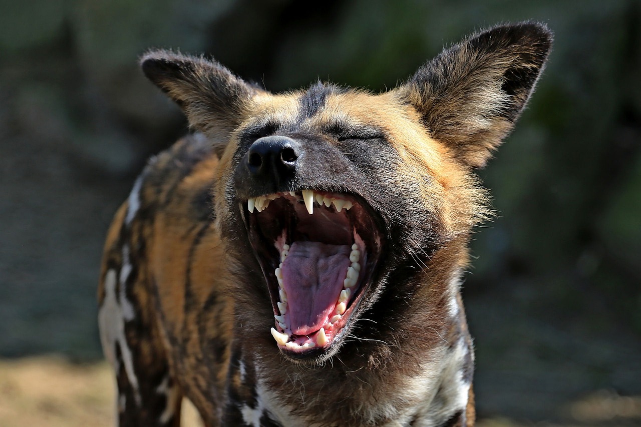 a close up of a wild dog with its mouth open, by Juergen von Huendeberg, pexels, fine art, photorealistic ”