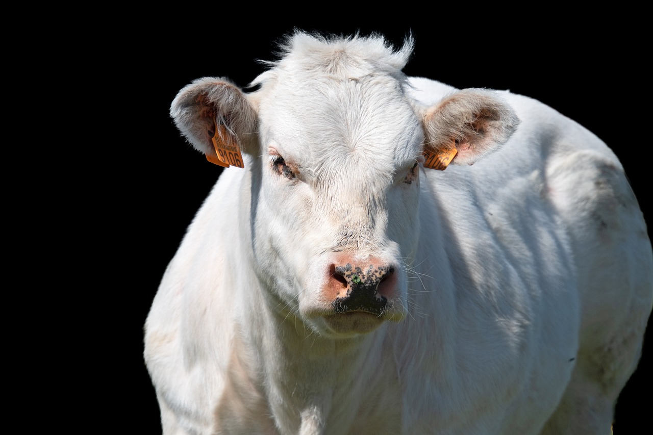 a white cow standing on top of a lush green field, a portrait, shutterstock, renaissance, against a deep black background, an angry expression, close up portrait photo, high res photo