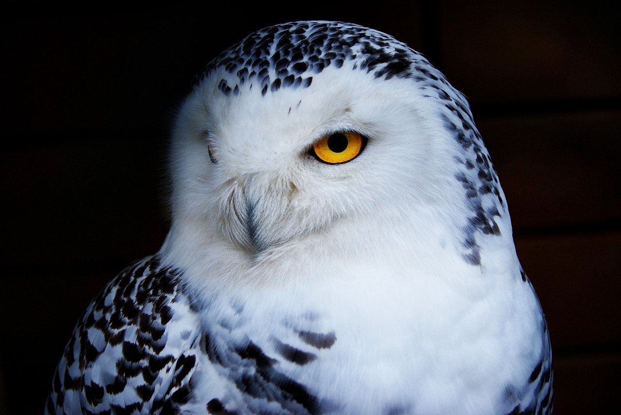 a close up of a white owl with yellow eyes, a photo, accurate and detailed, snow, serious, highly polished