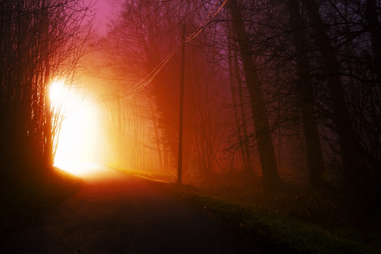 the sun is shining through the foggy trees, a picture, romanticism, streetlight at night, fiery atmosphere, exposure 1/40secs, horror atmosphere