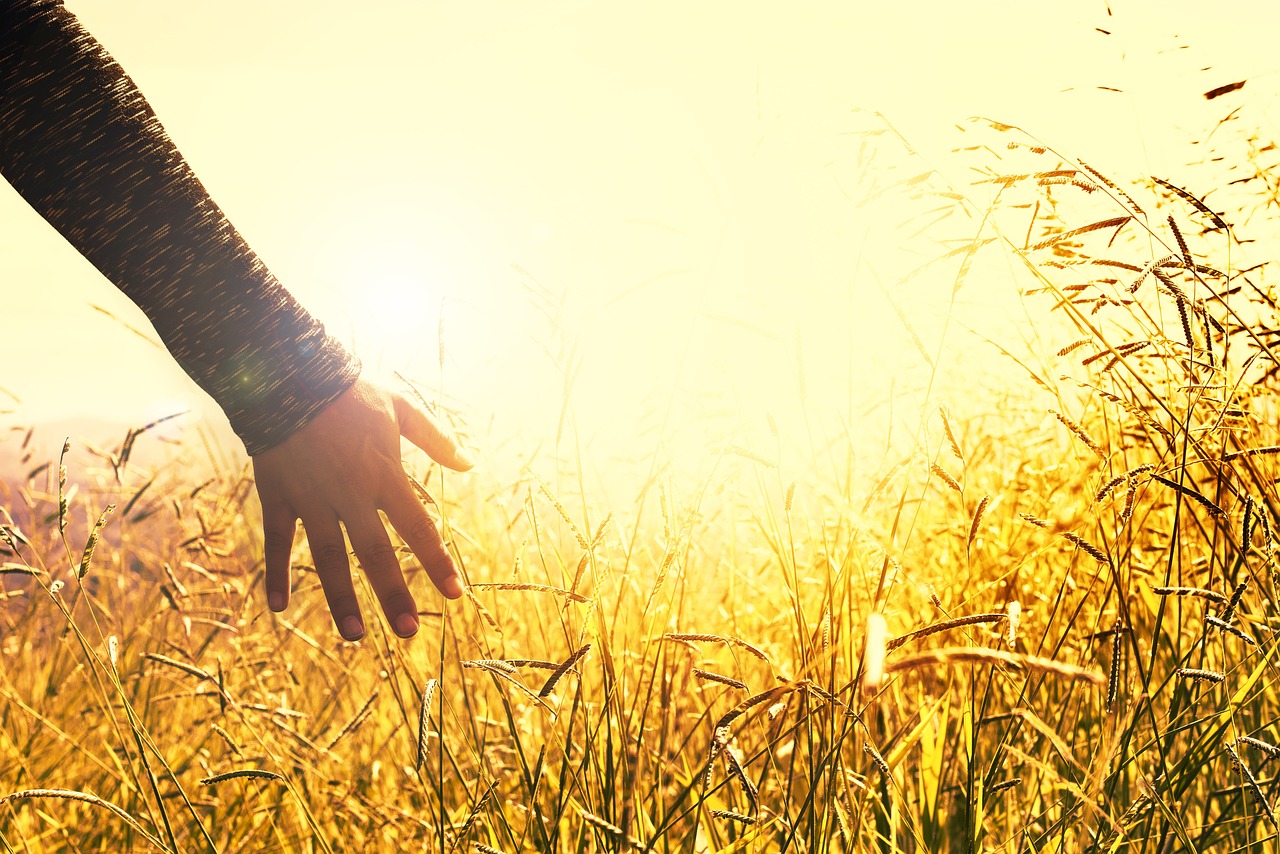 a person standing in a field of tall grass, pexels, fantastic realism, light emitting from fingertips, relaxed. gold background, bright sun ground, during autumn