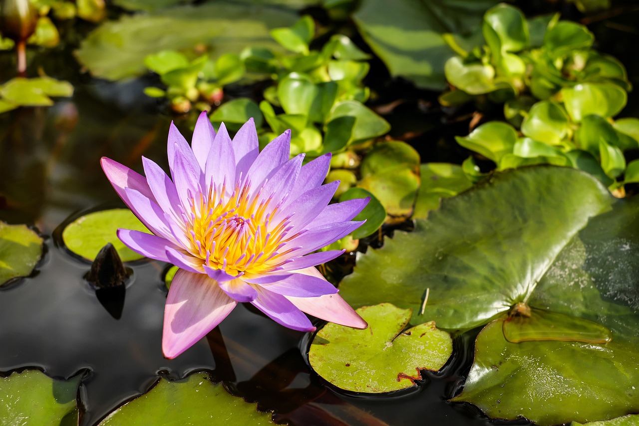 a purple flower sitting in the middle of a pond, a portrait, by Leonard Bahr, shutterstock, tropical flower plants, on a sunny day, stock photo, thailand