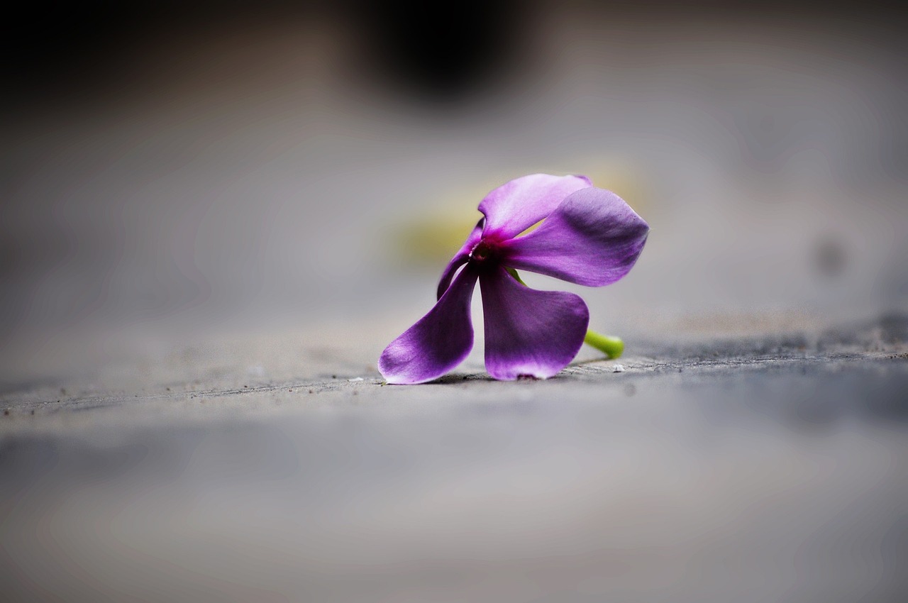 a purple flower that is laying on the ground, by Xie Shichen, minimalism, very sad emotion, no blur dof bokeh, very sharp photo