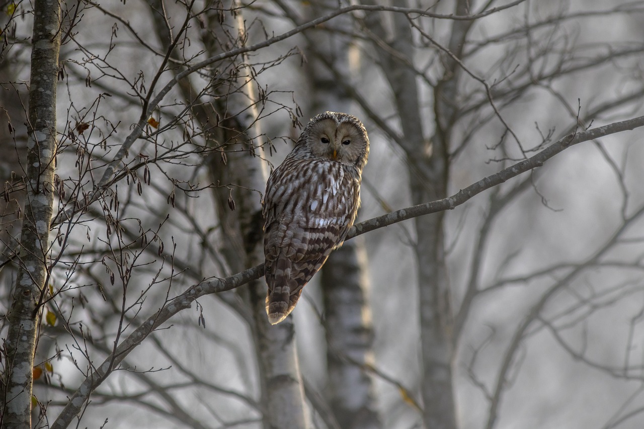 a large owl sitting on top of a tree branch, by Ivan Grohar, winter mist around her, closeup photo