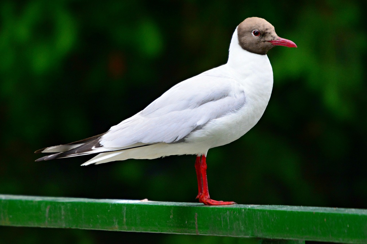 a white and brown bird standing on a green rail, shutterstock, arabesque, seagull, red eyed, shiny white skin, watch photo