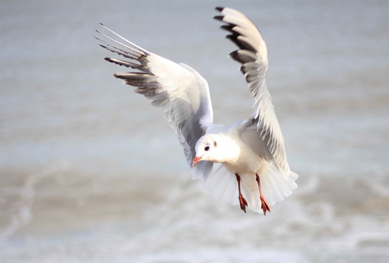 a white bird flying over a body of water, by Emanuel de Witte, pexels, arabesque, waving arms, pale head, coming ashore, a bald